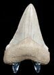 Killer White Florida Megalodon Tooth - #3617-1